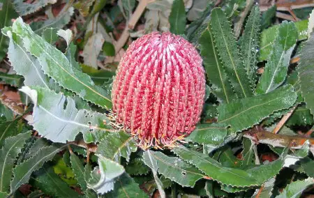 Banksia menziesii early bud