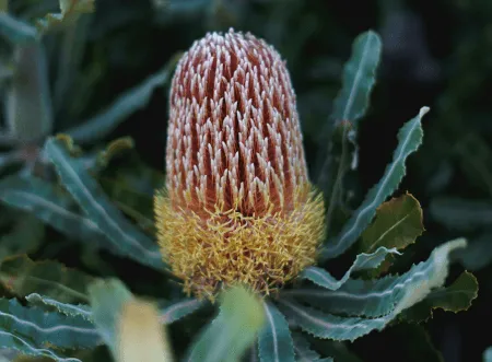 Banksia menziesii flower spike