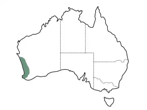 Banksia menziesii main distribution