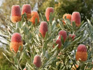 Banksia meziesii (Firewood Banksia)