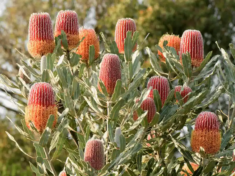 Banksia meziesii (Firewood Banksia)