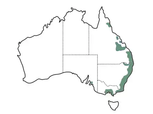 Banksia spinulosa main distribution