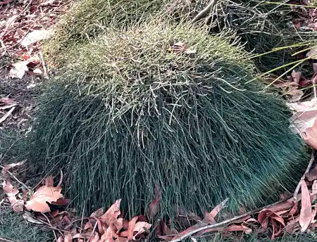 Casuarina glauca 'Cousin It'