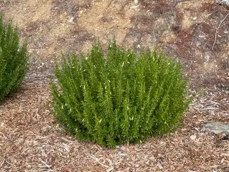Correa Glabra (Rock Correa)