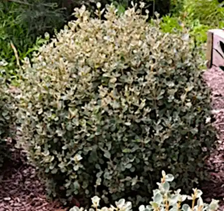 Correa alba (White Correa)