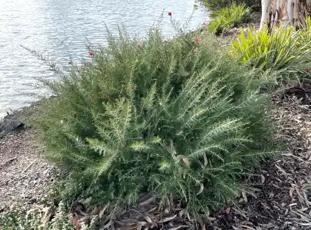 Grevillea 'Crimson Villea'