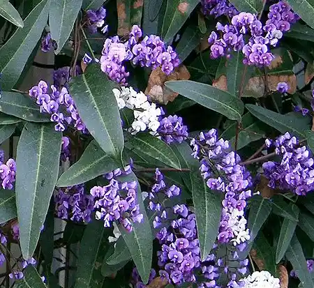 Hardenbergia violacea