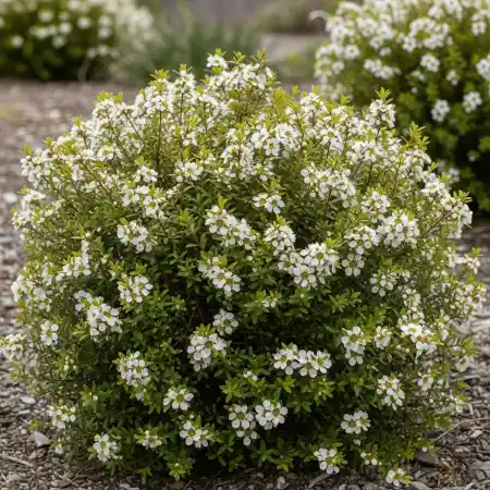 Leptospermum laevigatum 'Fore Shore'