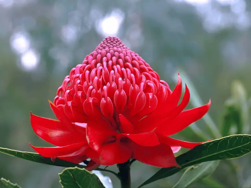 Telopea speciosissima (Waratah) bloom