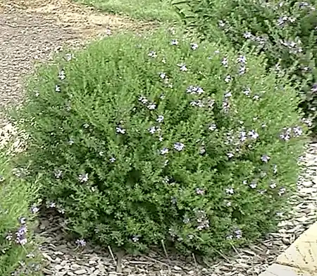 Westringia 'Blue Gem'