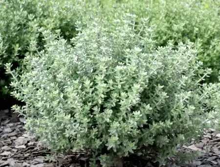 Westringia 'Grey Box'