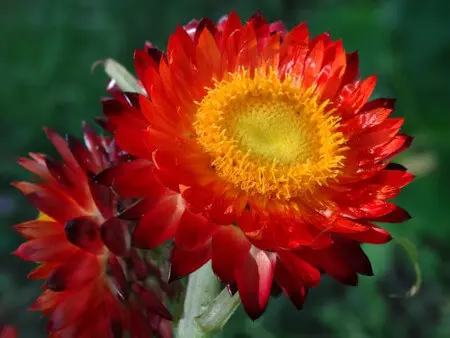 Xerochrysum bracteatum (Everlasting Daisy)