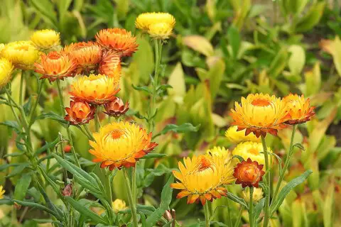 Xerochrysum bracteatum (Everlasting Daisy)