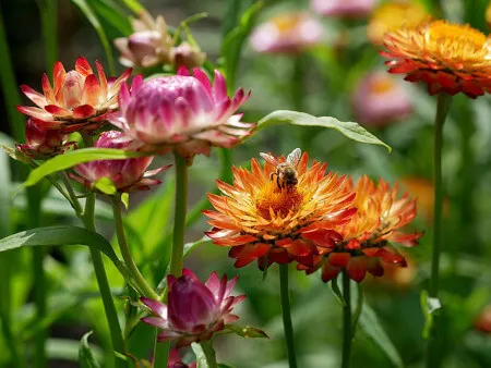 Xerochrysum bracteatum (Everlasting Daisy)