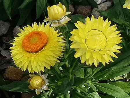 Xerochrysum bracteatum (Everlasting Daisy)