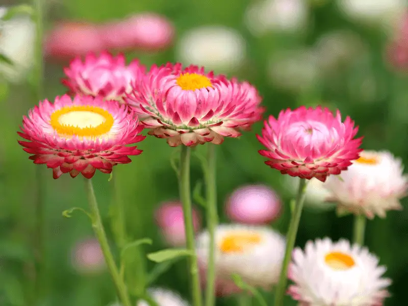Xerochrysum bracteatum (Everlasting Daisy or Strawflower)