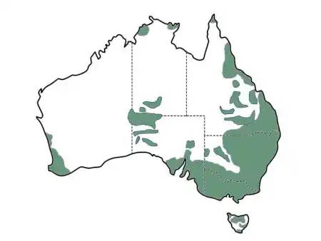 Xerochrysum bracteatum distribution