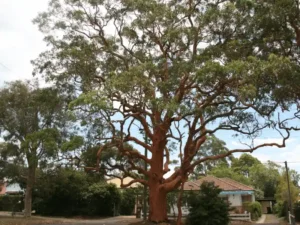 Angophora costata (Sydney Red Gum)