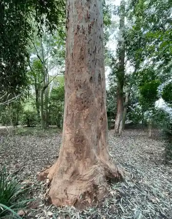 Angophora costata (Sydney Red Gum) trunk