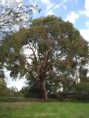 Angophora costata (Sydney Red Gum)