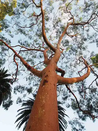Angophora costata branches