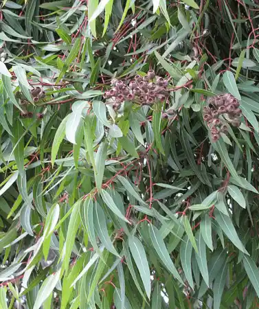 Angophora costata foliage