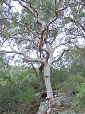 Angophora costata gnarly branches