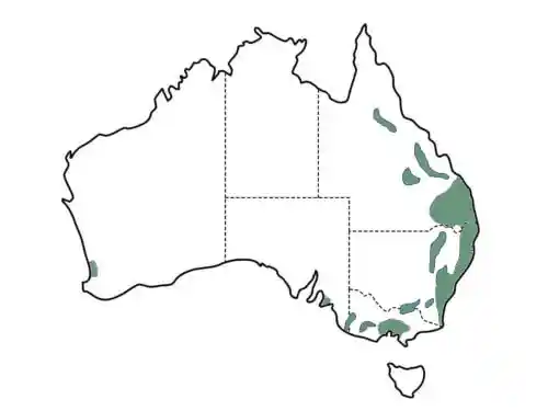 Angophora costata main distribution