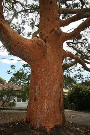 Angophora costata trunk in orange