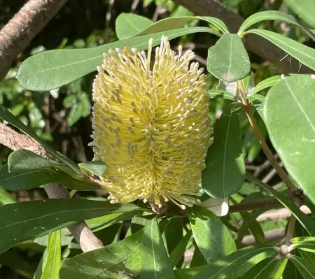 Banksia integrifolia (Coast Banksia) bloom