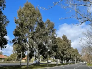 Corymbia maculata (Spotted Gum) row planting