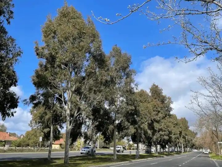 Corymbia maculata (Spotted Gum) row planting