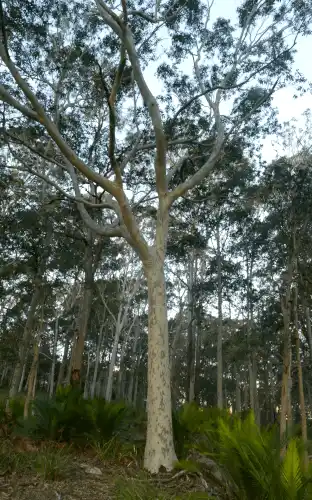 Corymbia maculata (Spotted Gum)
