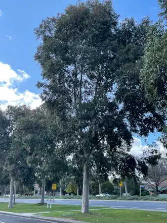 Corymbia maculata as a street tree