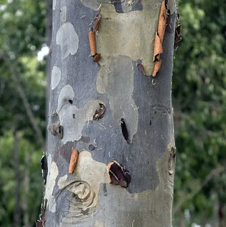 Corymbia maculata peeling bark