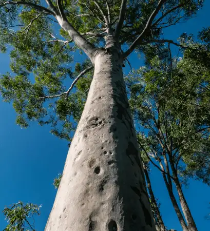 Corymbia maculata (spotted Gum) trunk