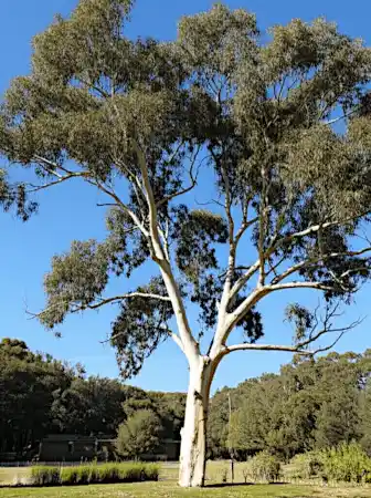 Eucalyptus mannifera (Brittle Gum) mature form