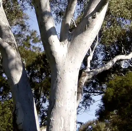 Eucalyptus mannifera (Brittle Gum) trunk
