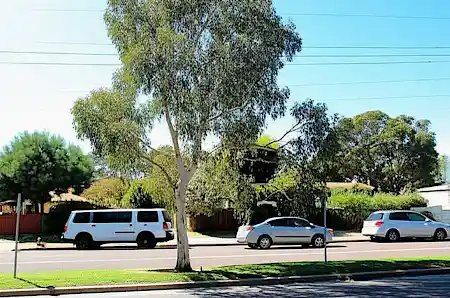 Eucalyptus mannifera (Brittle Gum)