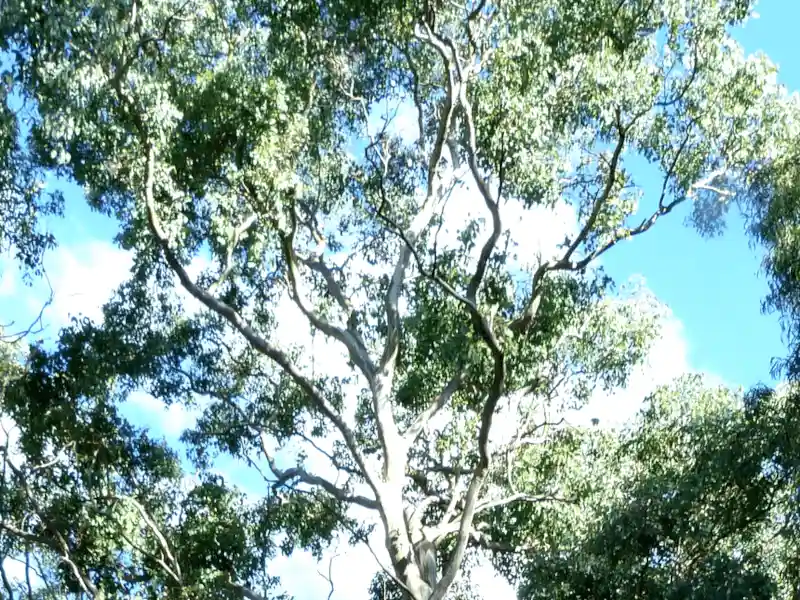 Eucalyptus mannifera canopy