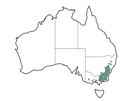 Eucalyptus mannifera main distribution