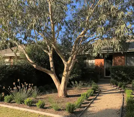 Eucalyptus pauciflora (Snow Gum) as a feature tree