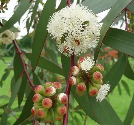 Eucalyptus pauciflora (Snow Gum) blooms
