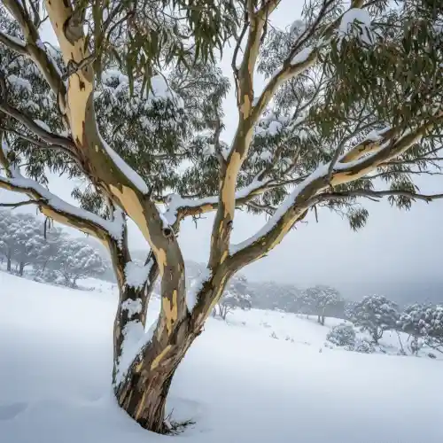 Eucalyptus pauciflora (Snow Gum) in the snow field