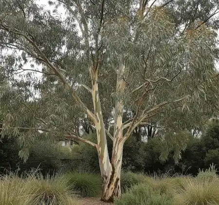 Eucalyptus pauciflora (Snow Gum)