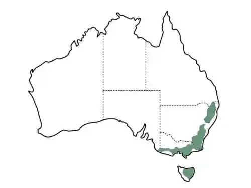 Eucalyptus pauciflora main distribution