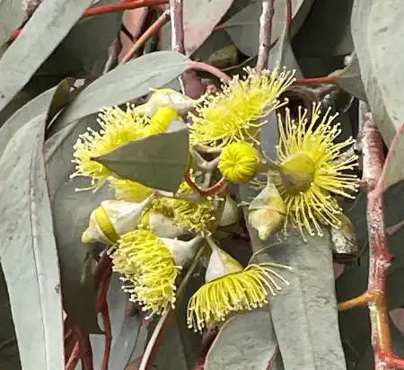 Eucalyptus woodwardii (Lemon-flowered Gum) blooms
