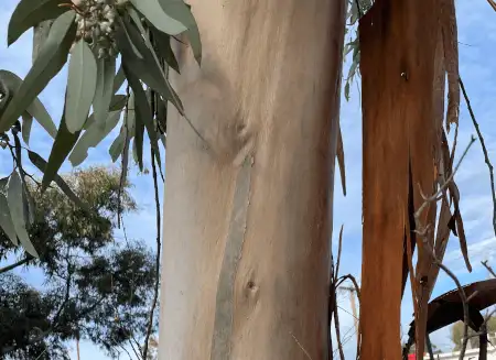 Eucalyptus woodwardii (Lemon-flowered Gum) trunk