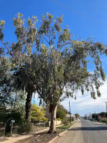Eucalyptus woodwardii (Lemon-flowered Gum)