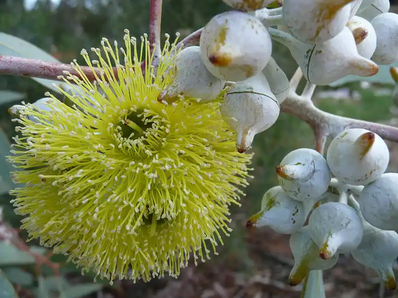 Eucalyptus woodwardii buds and blooms